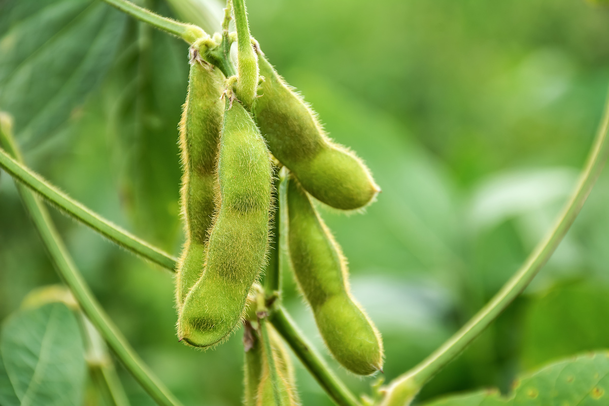枝豆の育て方：枝豆のお手入れ5つのコツ