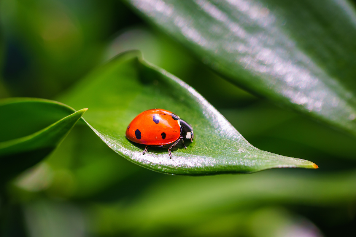 Kaip pritraukti ladybugs į savo sodą