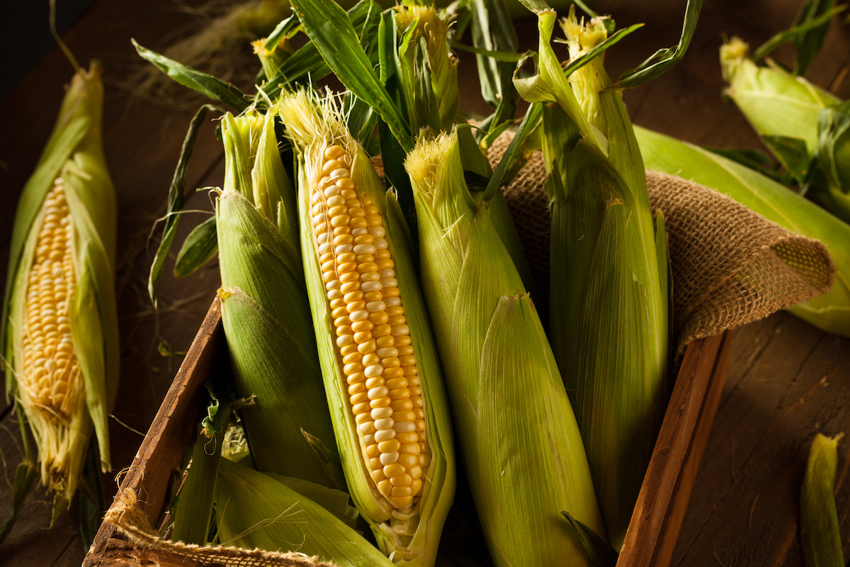 Guide de plantation de compagnon de maïs: 10 plantes à cultiver avec du maïs