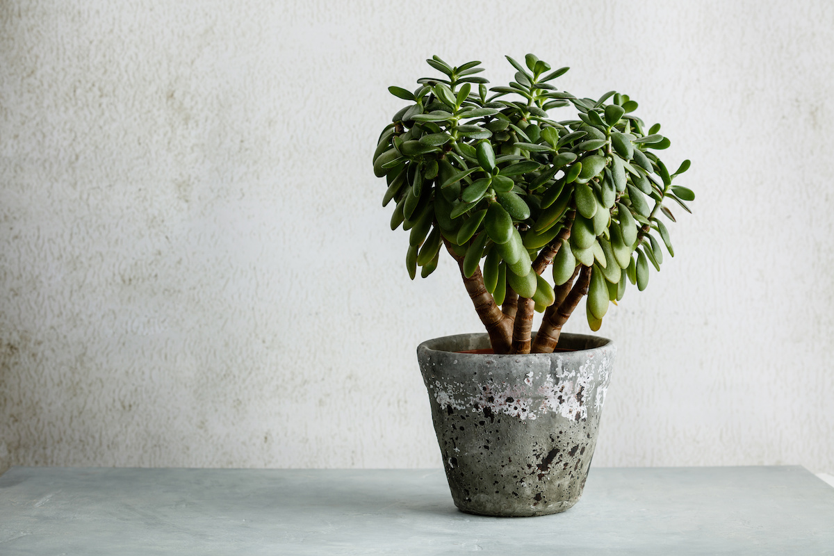 Jade-kasvien hoito-ohje: Kuinka kasvattaa jade-kasveja