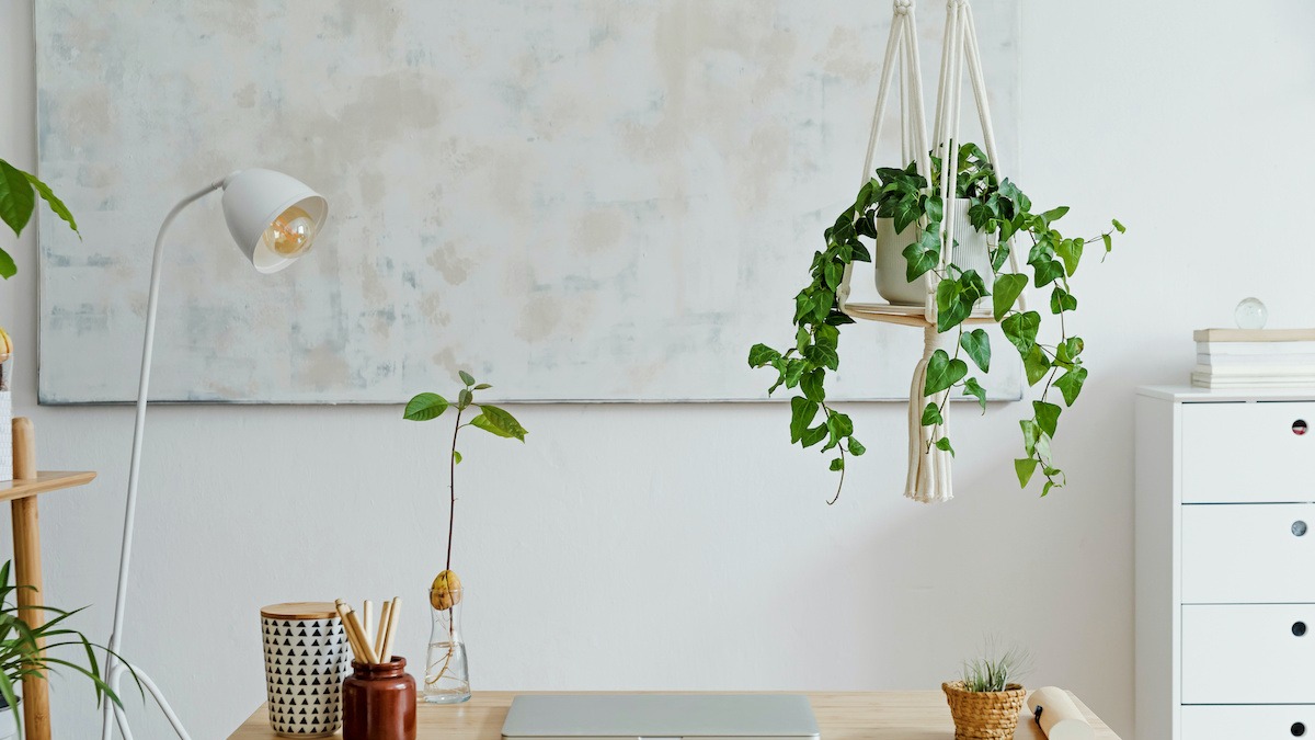 Wie man Zimmerpflanzen in 5 einfachen Schritten von der Decke hängt
