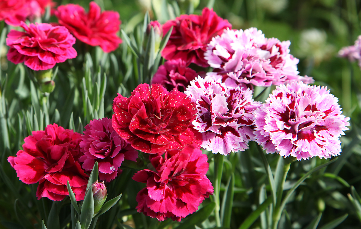 Как да отглеждате цветя от карамфил във вашата домашна градина