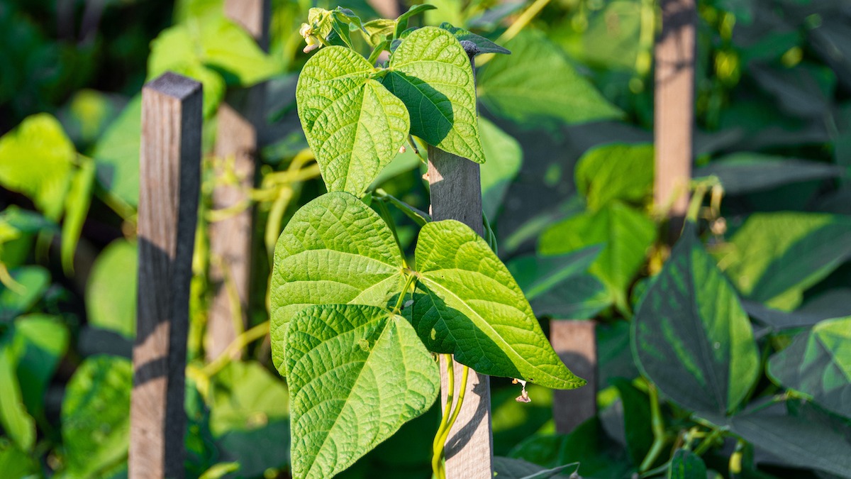 Comment faire pousser des haricots verts: 6 conseils d'entretien pour les haricots verts