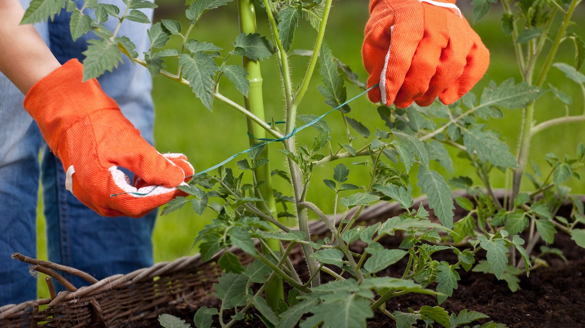 Comment planter des plantes dans votre jardin pour les garder droites